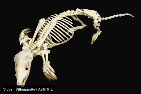 Anterolateral view of skeleton in digging position.  Formerly Soricomorpha.