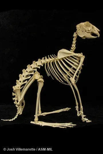 Lateral view of skeleton standing in crouched position.  Also as Alaska Arctic Hare|Alaska Peninsula Hare|Alaska Tundra Hare|St. Michael's Hare|Tundra Hare|Swift Hare.