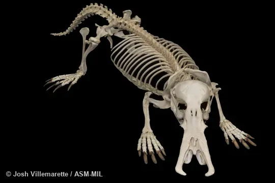 Anterolateral view of skeleton standing.  Also as Duck-billed Platypus.
