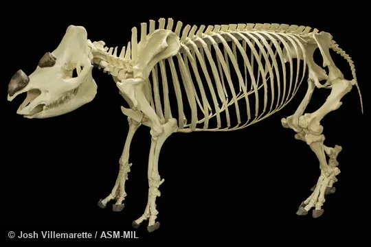 Lateral view of skeleton standing.  Also as Asiatic Two-horned Rhinoceros, Hairy Rhinoceros.