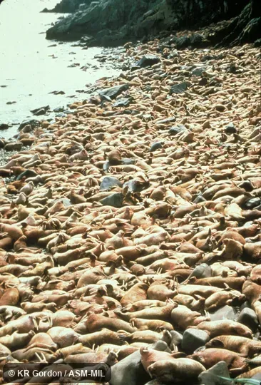 Large group hauled out on land, Odobenus rosmarus divergens, Pacific Walrus.