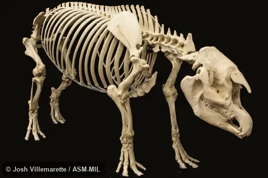 Anterolateral view of skeleton standing.  Also as Acrocodia indica.  Also as Malayan Tapir, Indian Tapir, Malay Tapir.