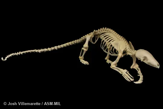 Lateral view of skeleton standing on hind feet and tail.  Formerly as Manis tetradactyla.  Also as Long-tailed Pangolin.