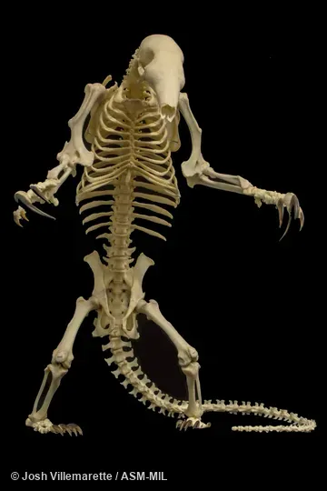 Anterior view of skeleton standing on hind feet in defensive posture.  Also as Golden Anteater.