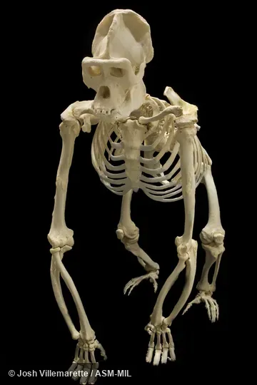 Anterior view of skeleton of adult male standing.