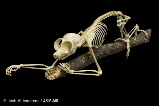 Anterolateral view of skeleton walking on branch.
