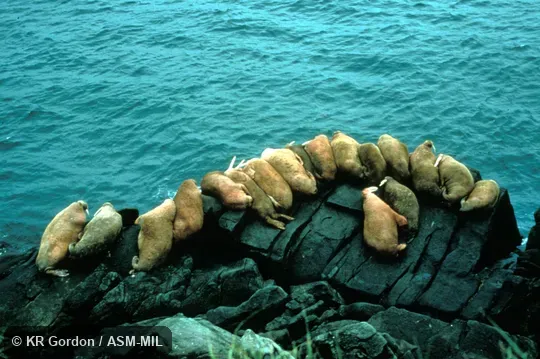 Small group of males on rocks, Odobenus rosmarus divergens, Pacific Walrus.