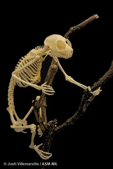 Anterolateral view of skeleton grasping branch.  Also as Lesser Slow Loris|Pygmy Loris.  Formerly Nycticebus pygmaeus.