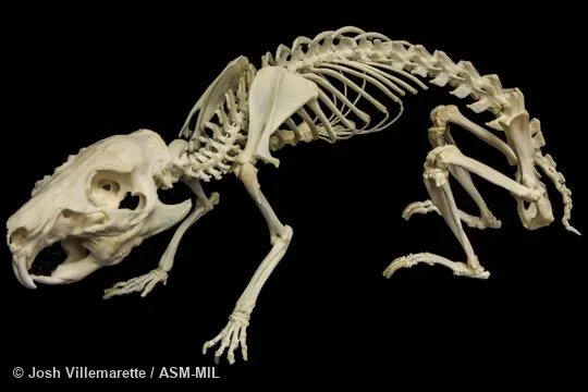 Lateral view of skeleton crouching.  Also as Guinea Pig|Domestic Cavy|Cavy.