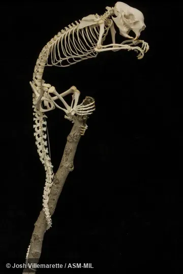 Lateral view of skeleton grasping branch with hind feet and tail.  Formerly as Sphiggurus mexicanus.  Also as Mexican Hairy Dwarf Porcupine, Mexican Porcupine, Mexican Tree Porcupine.