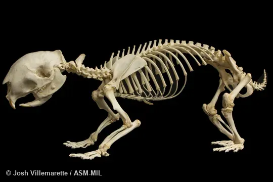 Lateral view of skeleton standing.  Also as North African Crested Porcupine.