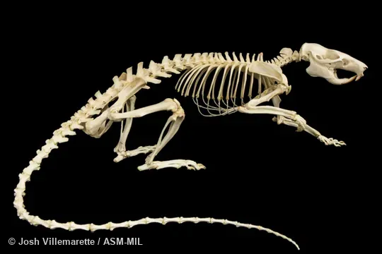 Lateral view of skeleton standing.  Also as Gambian Giant Pouched Rat.