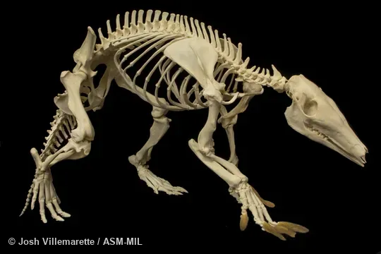 Lateral view of skeleton walking.  Also as Antbear.