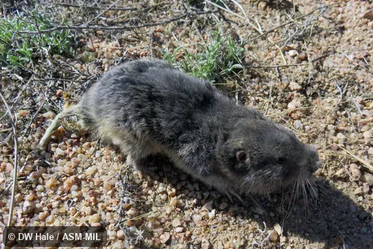 Also as Vancouver Pocket Gopher.