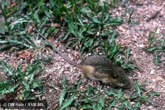 Zapus princeps princeps.  Formerly in Dipodidae.  Also as Pacific Jumping Mouse.