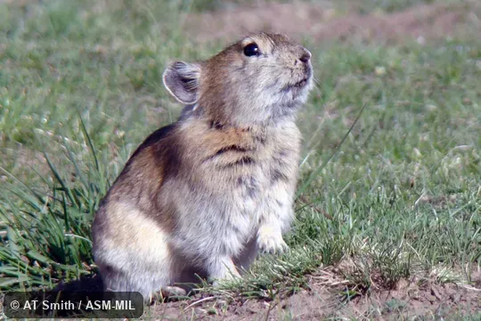Also as Black-lipped Pika.