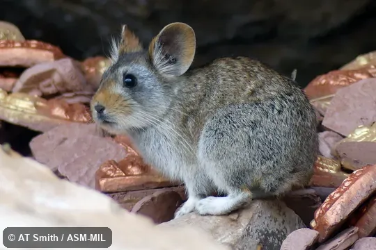 Formerly Ochotona gloveri gloveri, Glover's Pika|Muli Pika. Also as Red-eared Pika. Formerly Ochotona gloveri gloveri, Glover's Pika|Muli Pika. Also as Red-eared Pika.