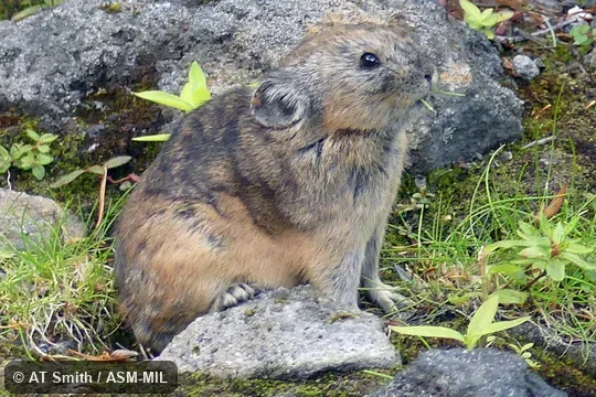 Ochotona hyperborea yesoensis.
