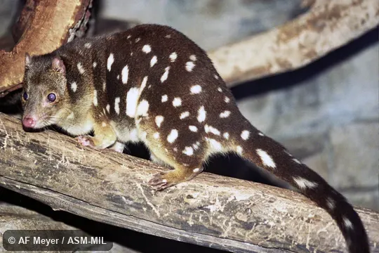 Also as Tiger Cat, Tiger Quoll.