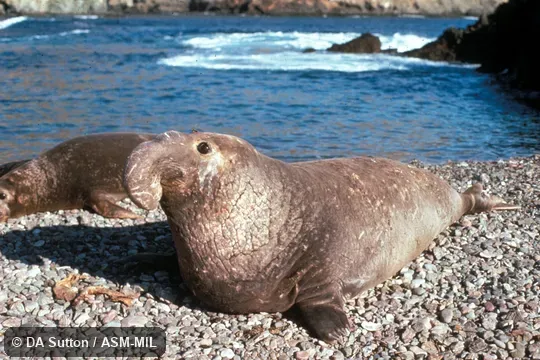 Oblique view of male.  Also as Northern Sea Elephant.