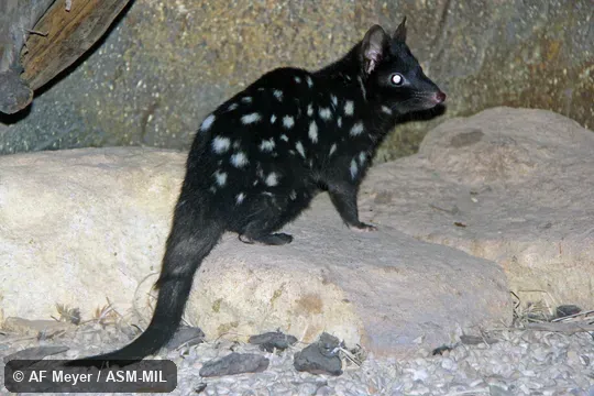 Also as Eastern Native Cat.