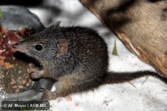 Also as Southern Dibbler.