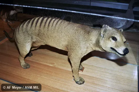 Also as Hyena Opossum, Marsupial Wolf, Tasmanian Tiger, Tasmanian Wolf, Zebra Wolf.