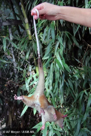 Adult female with pouch young.  Also as Western Woolly Opossum.