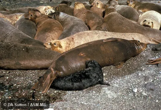 Female nursing pup.  Also as Northern Sea Elephant.