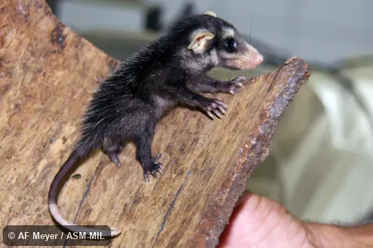 Juvenile.  Also as Azara's Opossum|Big-eared Opossum|Brazilian Common Opossum|Gambá.