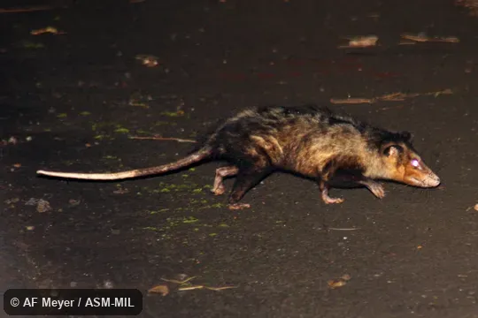 Also as Azara's Opossum, Big-eared Opossum, Brazilian Common Opossum, Gambá.