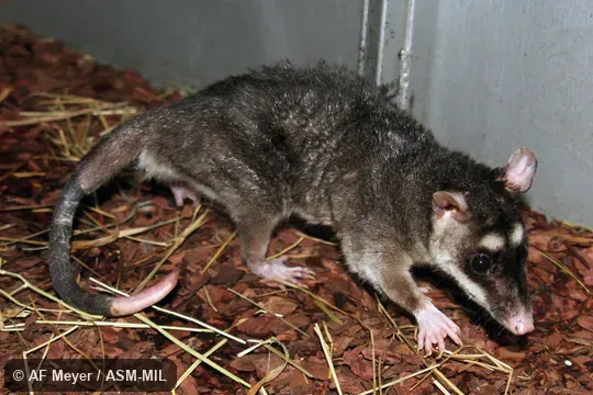 Colony established from wild caught animals from Guyana.  Also as Guaiki.