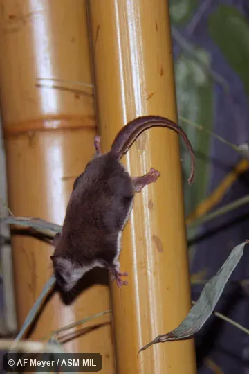 Also as Dusky Feathertail Glider, Feathertail Glider, Flying Mouse, Pygmy Glider, Pygmy Gliding Possum, Pigmy Phalanger.