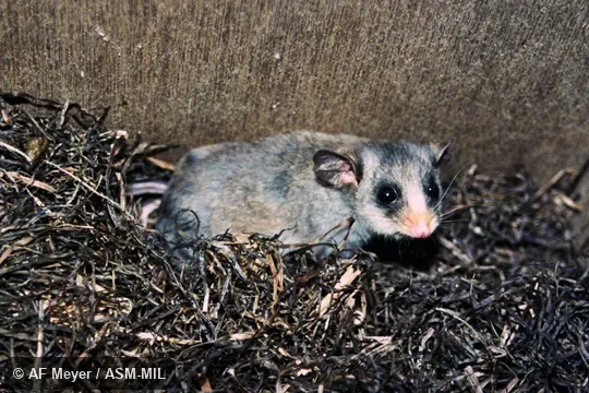 Also as Broom's Pygmy-possum|Burramys.