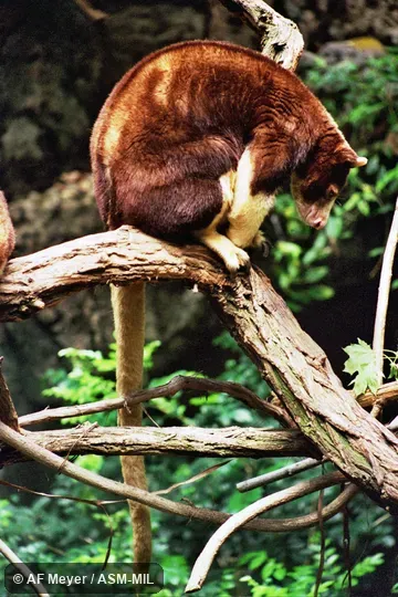 Also as Matschie's Tree Kangaroo.