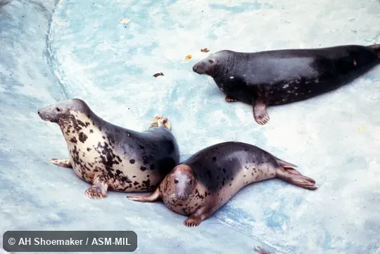 Two females and one male hauled out of water.  Also as Atlantic Seal|Horsehead.