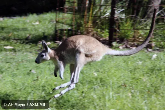 In mid-bound.  Also as Left-hander|Organ-grinder|Right-hander|Sandy Nailtail Wallaby|Woop Woop|Wut Wut.