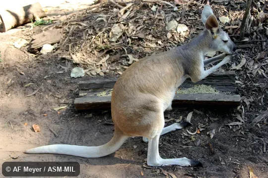 Formerly Macropus antilopinus. Also as Antilopine Kangaroo. Formerly Macropus antilopinus. Also as Antilopine Kangaroo.