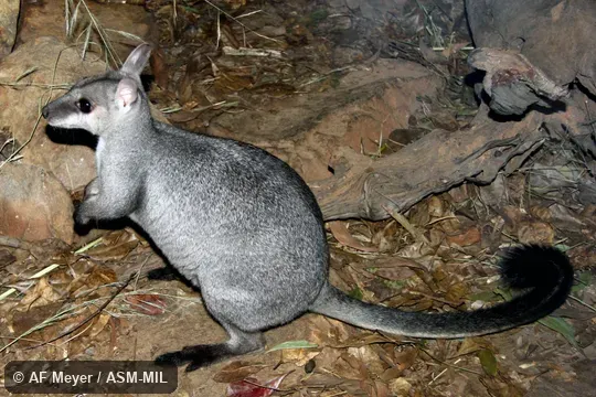 Also as Little Rock Wallaby. Also as Little Rock Wallaby.