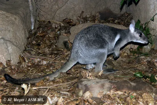 Also as Eastern Short-eared Rock Wallaby. Also as Eastern Short-eared Rock Wallaby.
