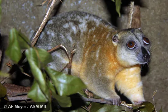 Also as Ornate Cuscus|Blue-eyed Cuscus.