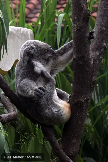 Phascolarctos cinereus adustus.  Also as Koala Bear, Monkey Bear, Native Bear.