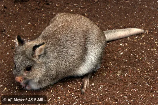 Also as Rufous Rat-kangaroo.