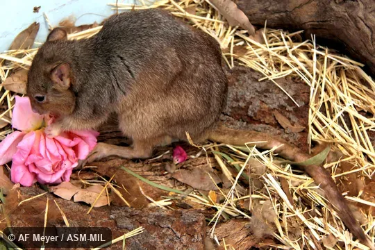 Also as Boodie|Burrowing Rat-kangaroo|Lesueur's Rat-kangaroo. Also as Boodie|Burrowing Rat-kangaroo|Lesueur's Rat-kangaroo.