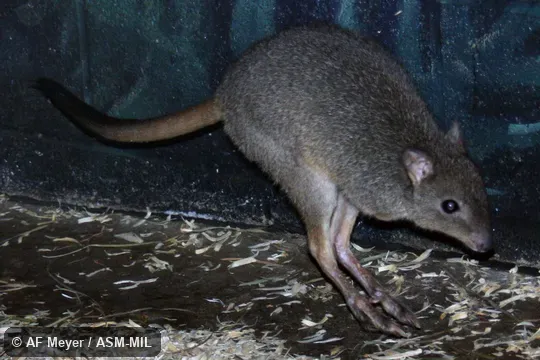 Landing after bounding.  Formerly Bettongia penicillata, Brush-tailed Bettong.  Also as Brush-tailed Rat-kangaroo, Brush-tailed Bettong.