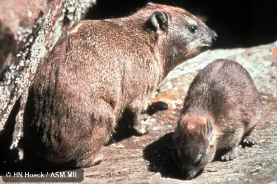 Adult with young.  Procavia capensis habessinica, Abyssinian Hyrax.  Also as Klipdassie.