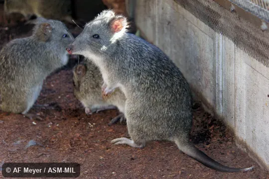 Also as Long-nosed Rat-kangaroo.