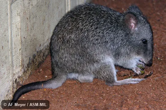 Also as Long-nosed Rat-kangaroo.