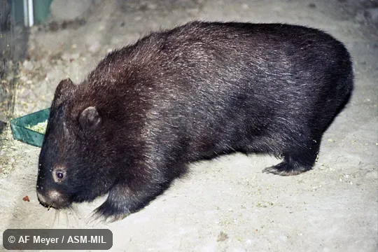 Also as Bare-nosed Wombat, Coarse-haired Wombat, Forest Wombat, Bass Strait Wombat, Flinders Island Wombat, Tasmanian Wombat.