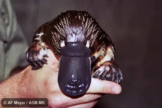 Also as Duck-billed Platypus.